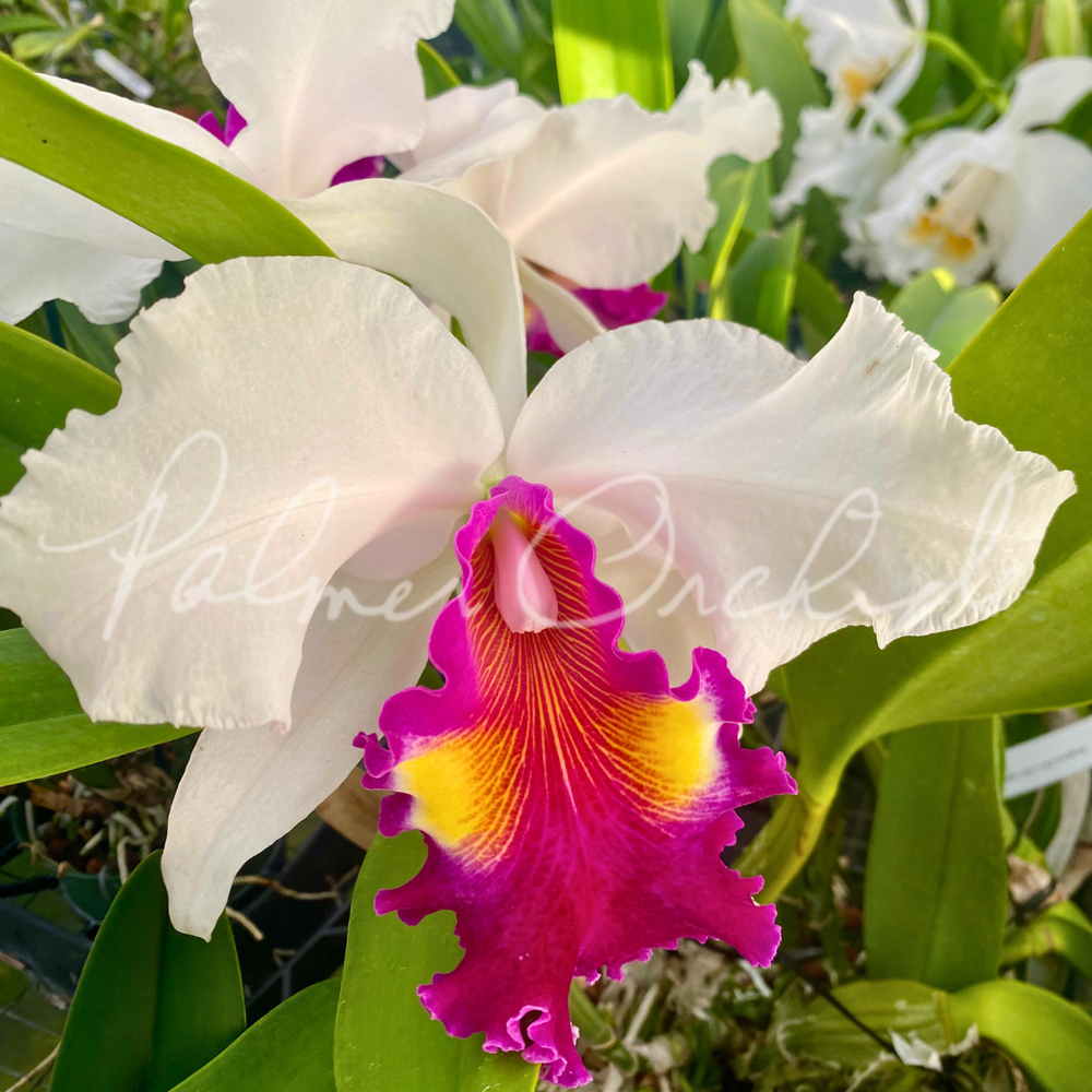 Cattleya De Loris Ziegfeld 'Caruthers' AM/AOS — Palmer Orchids